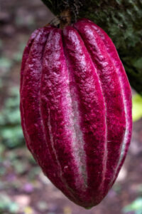 A Ripe Cacao Pod